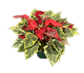 Poinsettia Tapesty